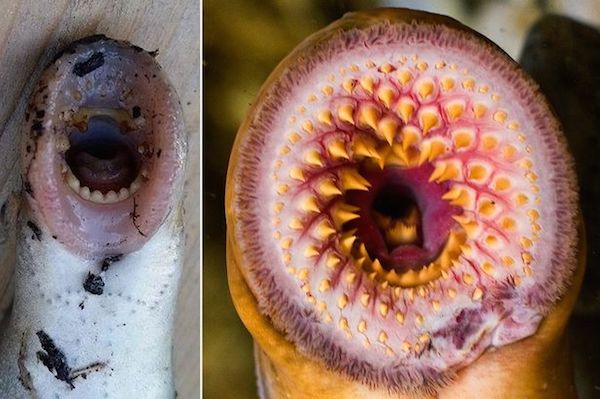 In June 2015, mysterious giant "vampire fish" fell from the sky, terrifying locals in a small Alaskan town.

Arctic lampreys are not sold or found in nearby rivers and have five rows of sharp teeth. They were found both dead and alive in gardens, streets and even a parking lot in Fairbanks.

The Alaska Department of Fish and Game believes the fish fell from the sky due to seagulls. A spokesman said, "Look closely at the bruising and cut marks. These marks are also on the other side of the lamprey. Evidence that they were squeezed between the bill of a gull."