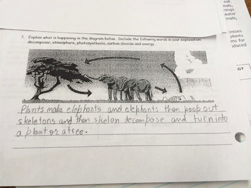 funniest kid test answers elephants - mals, 7. Explain what is happening in the diagram below. Include the ing words in your exploration decomposer, atmosphere, photosynthesis, carbon dioxide and energy esses plants ms for duced Direc t ions Plants make e