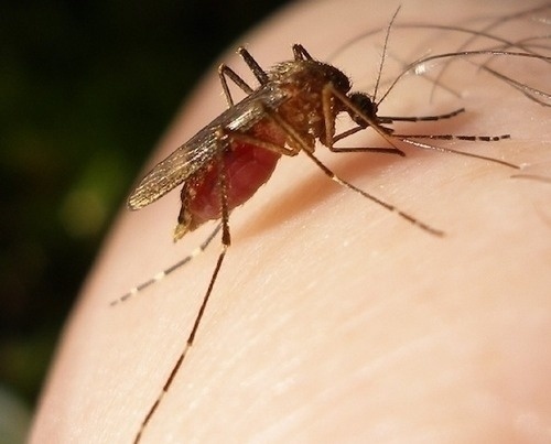 To treat mosquito bites, dab a cotton ball in vinegar and hold it over the wound. It should remove the swelling and itch.