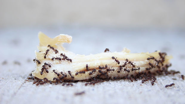 If you've got ants and you're looking for natural pest control: Blend popcorn kernels into cornmeal, and leave them around the ant trails you see.