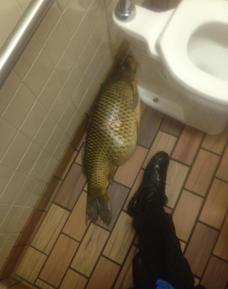 12 Hilarious Things People Have Discovered in Public Bathrooms