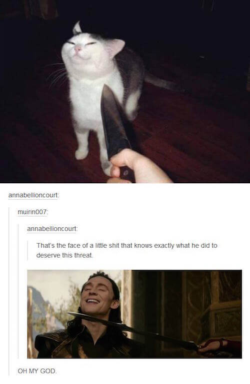 tumblr - knife cat loki - annabellioncourt muirin007 annabellioncourt That's the face of a little shit that knows exactly what he did to deserve this threat Oh My God