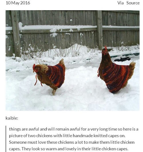 tumblr - chicken capes - Via Source kaible things are awful and will remain awful for a very long time so here is a picture of two chickens with little handmade knitted capes on. Someone must love these chickens a lot to make them little chicken capes. Th