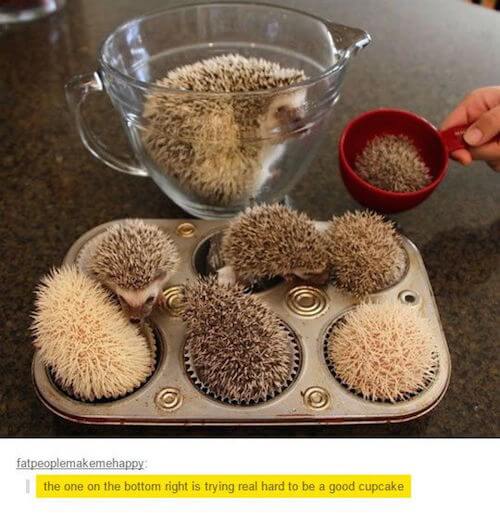 tumblr - hedgehog cupcakes meme - fatpeoplemakemehappy the one on the bottom right is trying real hard to be a good cupcake