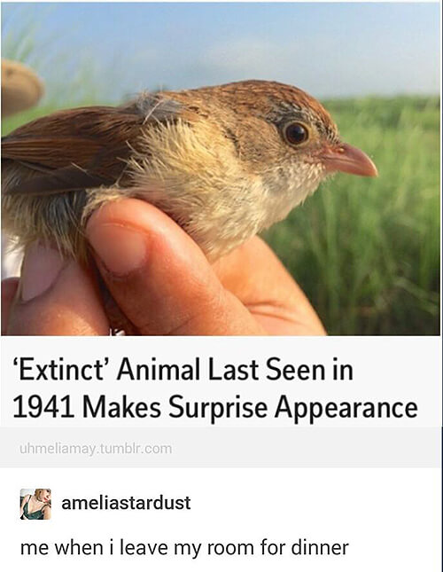 tumblr - bird thought to be extinct found - 'Extinct' Animal Last Seen in 1941 Makes Surprise Appearance uhmeliamay.tumblr.com ameliastardust me when i leave my room for dinner