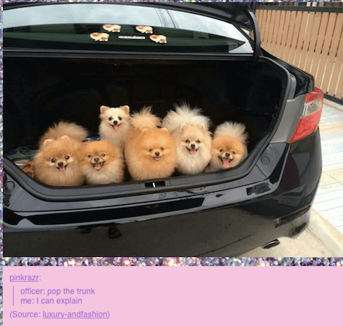 tumblr - stretchy neck doggos with dots - pinkrazr officer pop the trunk | me I can explain Source luxuryandfashion