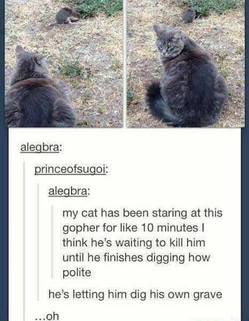 tumblr - cats tumblr post - alegbra princeofsugoi alegbra my cat has been staring at this gopher for 10 minutes think he's waiting to kill him until he finishes digging how polite he's letting him dig his own grave ...oh