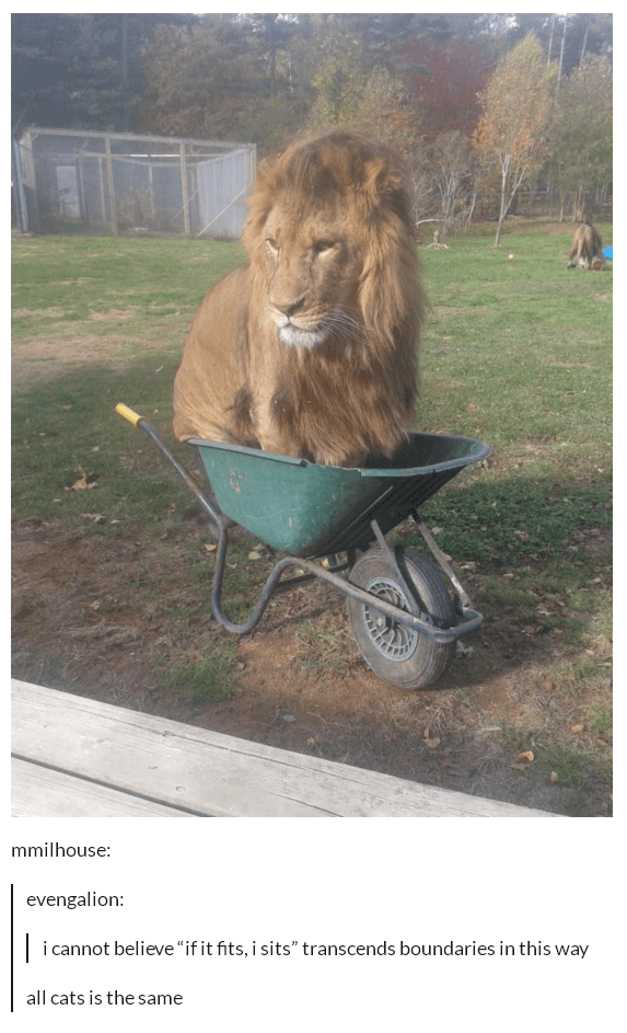 tumblr - lion wheelbarrow - mmilhouse evengalion | i cannot believe "if it fits, i sits" transcends boundaries in this way all cats is the same