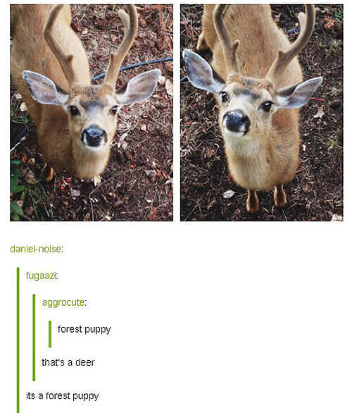 tumblr - forest puppies - danielnoise fugaazi aggrocute forest puppy that's a deer its a forest puppy