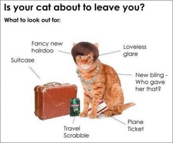 your cat about to leave you - Is your cat about to leave you? What to look out for Fancy new hairdoo Suitcase Loveless glare New bling Who gave her that? Travel Scrabble Plane Ticket