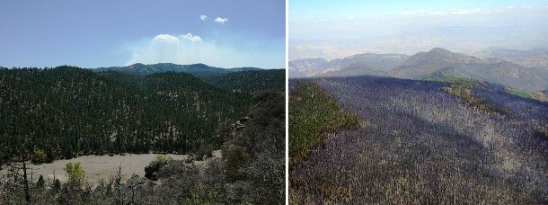 Draughts often result in ravaging wild fires. In May 2012, Whitewater Baldy, a mountain in New Mexico was severely damaged by a large wild fire. The first picture shows how vigorous and dense forests used to cover the place before the fire.