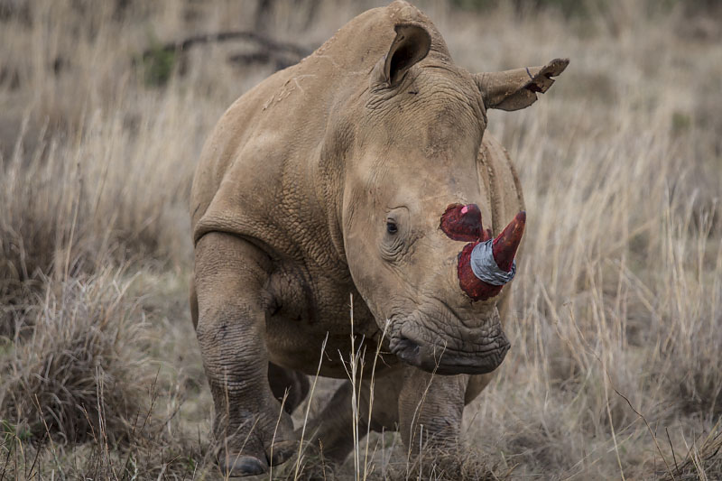 red dye rhino horn