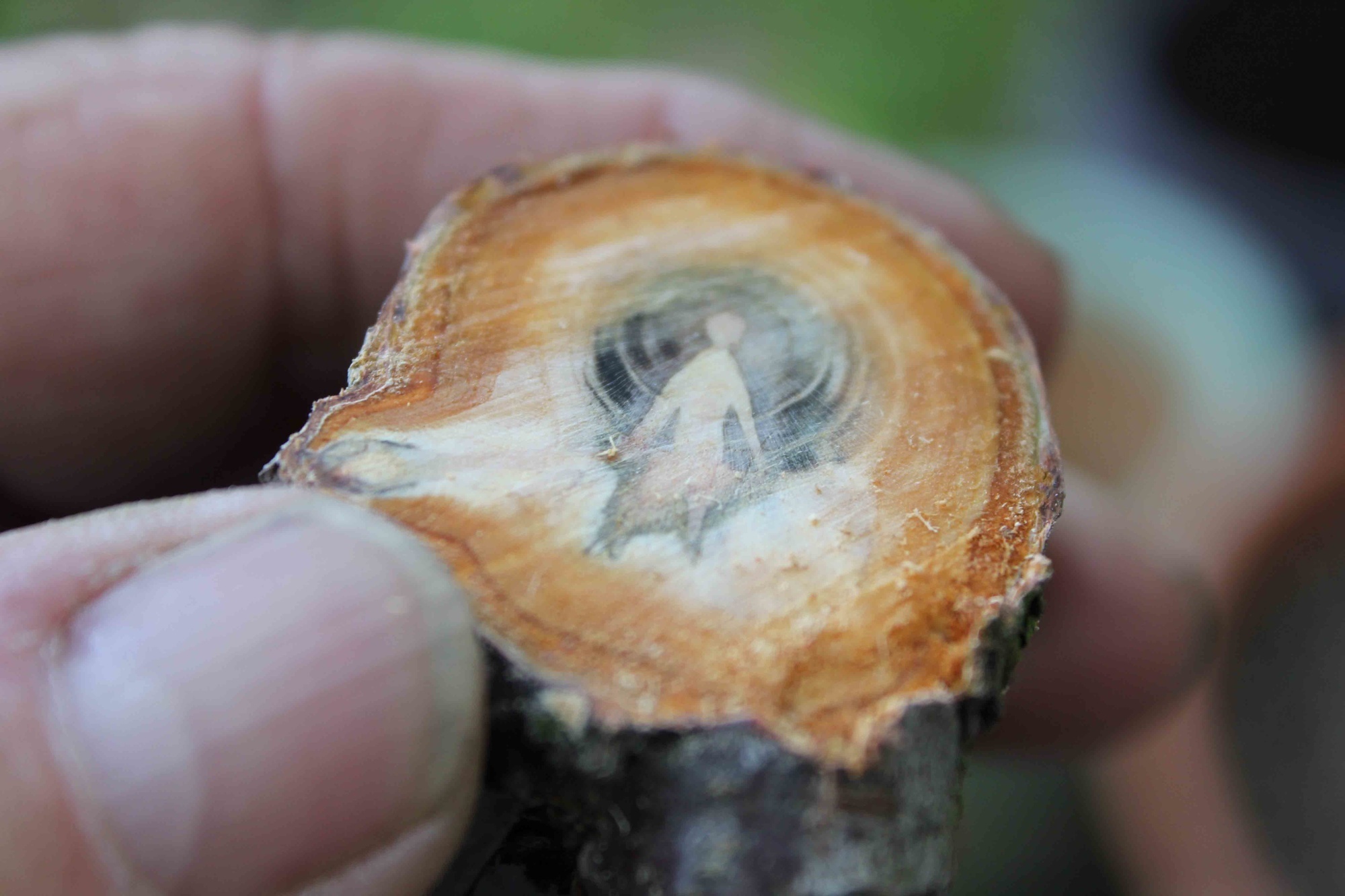 The core of an apricot tree looks like it has a man.