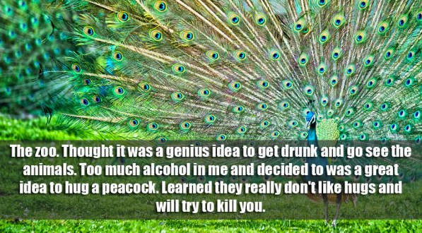 quotes on national bird of india - The zoo. Thought it was a genius idea to get drunk and go see the animals. Too much alcohol in me and decided to was a great idea to hug a peacock. Learned they really don't hugs and will try to kill you. Royal