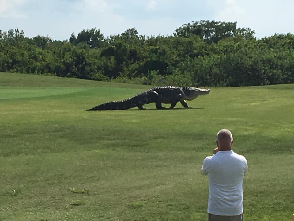 16-foot alligator takes a stroll through a golf course