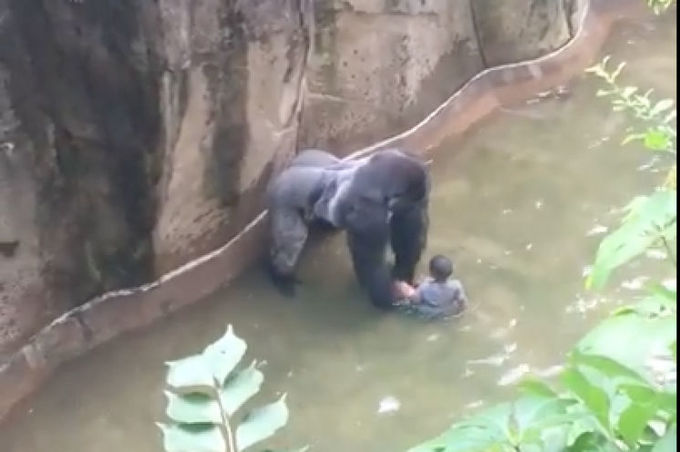 Harambe the Gorilla shot dead after child falls into the Gorilla enclosure at Cincinnati Zoo