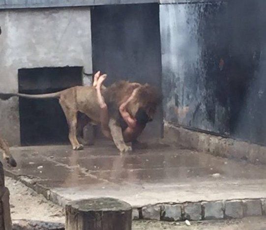 Lions shot dead after man strips naked and jumps into lion enclosure