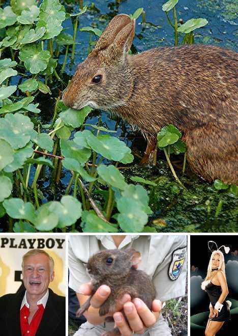 A rabbit found in the Lower Keys marsh is named, Sylvilagus palustris hefneri, after the publishing mogul.