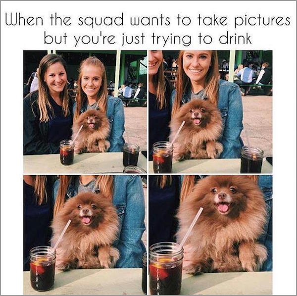 pomeranian - When the squad wants to take pictures but you're just trying to drink