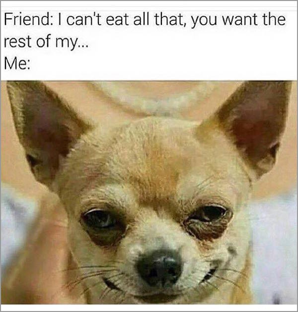 european chihuahua - Friend I can't eat all that, you want the rest of my... Me