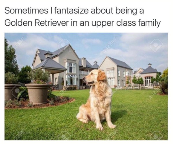 golden retriever in a house - Sometimes I fantasize about being a Golden Retriever in an upper class family 23RF