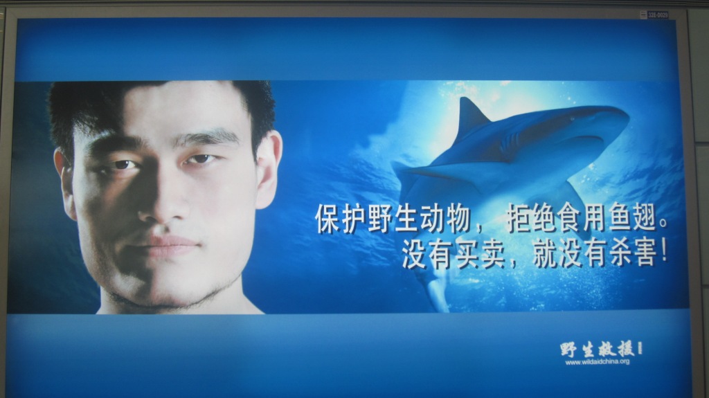 In 2006, 75% of Chinese didn’t know that sharks were killed to make shark fin soup. But now, 91% of Chinese support a nationwide ban, thanks to activism work by Yao Ming and others