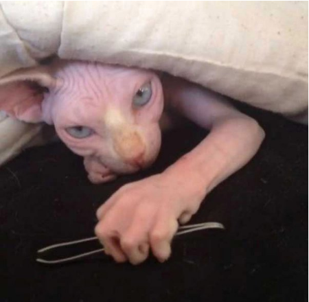 cursed images - cat with hands