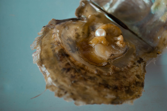 We know that pearls can be formed in oysters, but how? These precious spheres are actually formed as a defense mechanism against foreign objects.