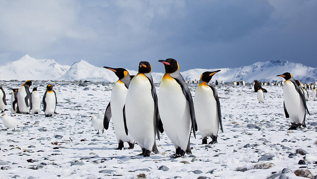 Similar to other birds, penguin don't have teeth. They do have backward facing spines to guide their food down their throat.