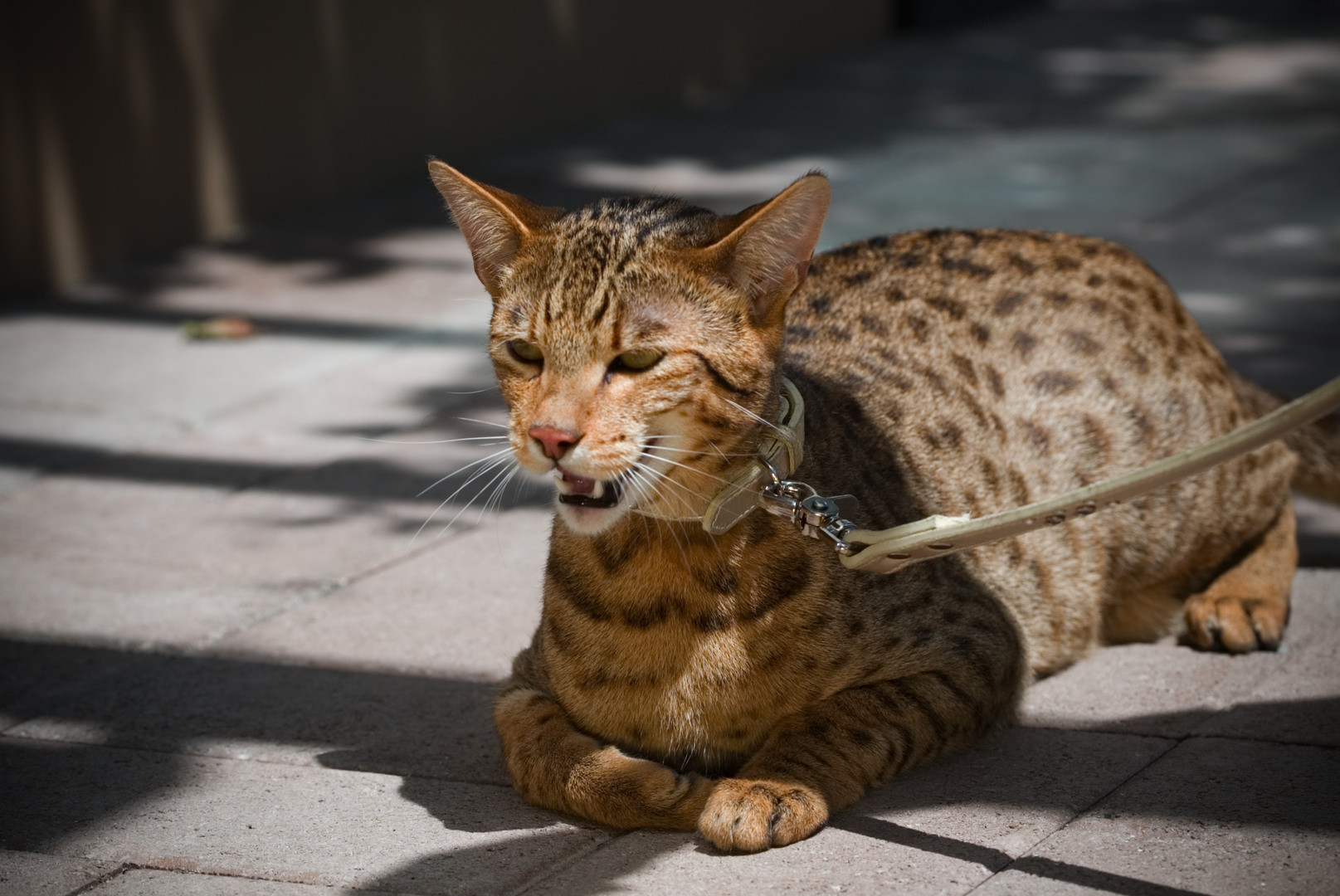 This is an Ashera breed of cat. They go for $22,000–$125,000