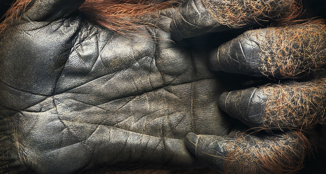 A 44 year old Orangutan hand