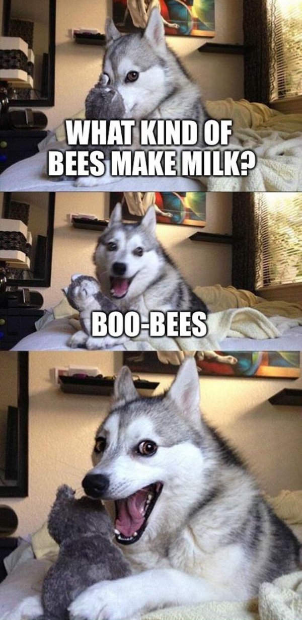 funny joke dog meme - What Kind Of Bees Make Milk? BooBees