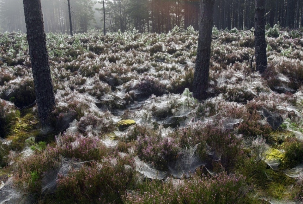abernethy forest spiders