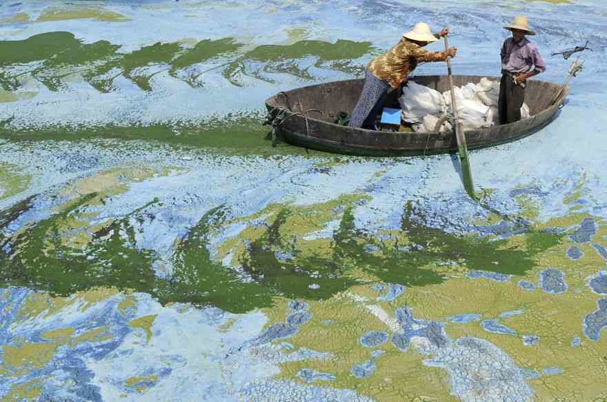 algae bloom china