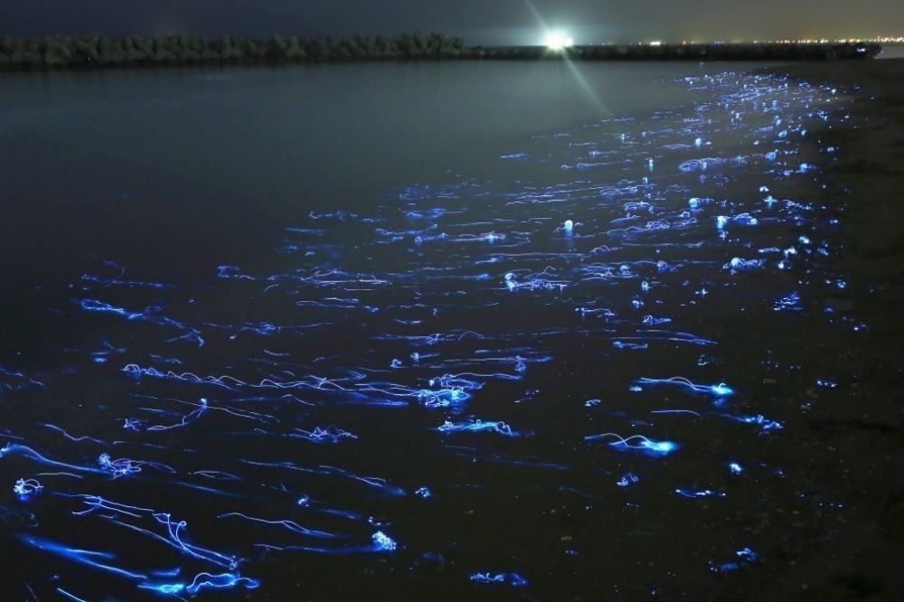 fireflies over water