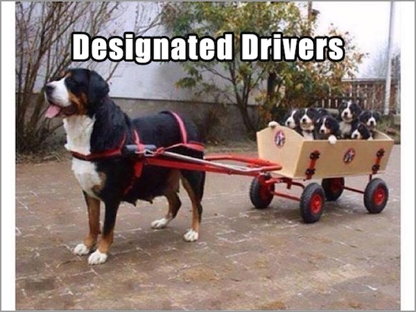 puppy in wagon - Designated Drivers