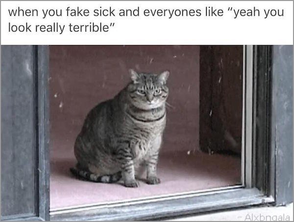 gif cat bored - when you fake sick and everyones "yeah you look really terrible" Alxbngala