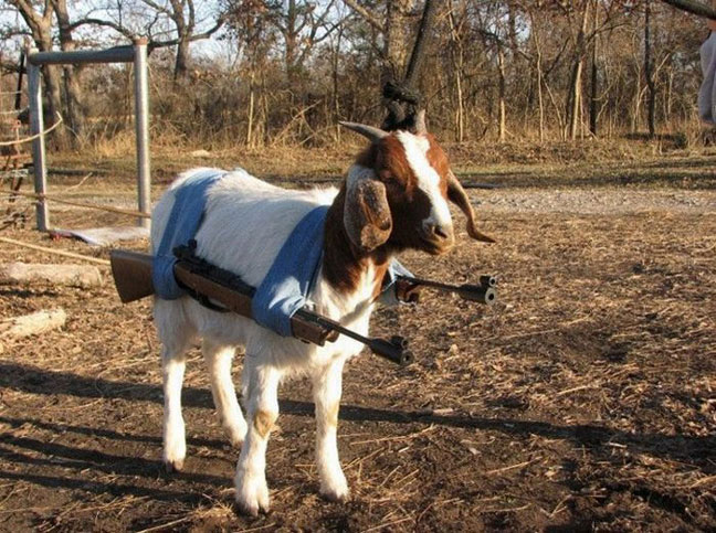 A goat once killed his abusive owner in self-defense. The community rallied around the goat and saved its life.