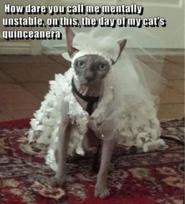day of my cat's quinceanera - How dare you call me mentally unstable, on this the day of my cat's quinceanera