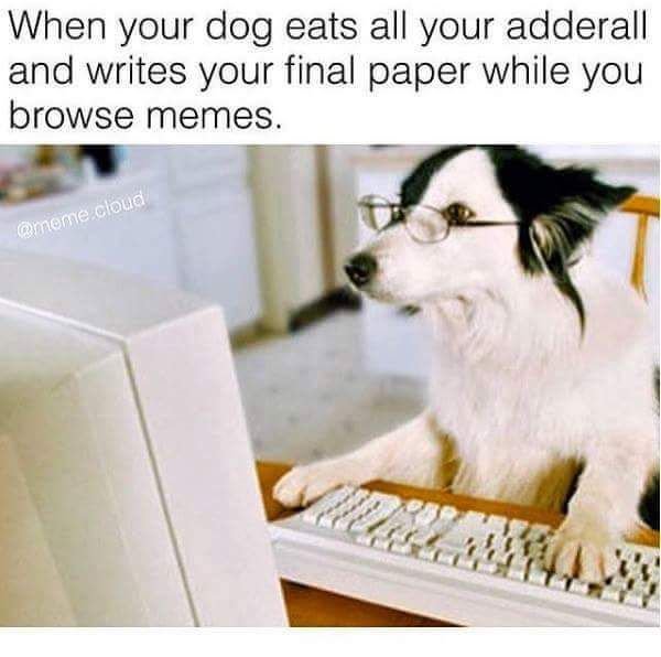 know what im doing - When your dog eats all your adderall and writes your final paper while you browse memes. cloud