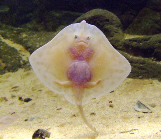 baby ray fish