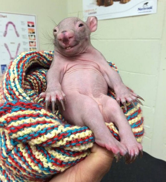 baby wombat hairless