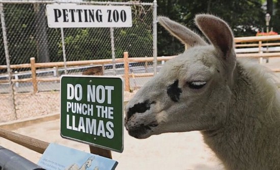 funny zoo - Petting 200 Do Not Punch The Llamas