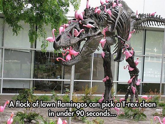 t rex flamingos - A flock of lawn flamingos can pick a Trex clean in under 90 seconds...