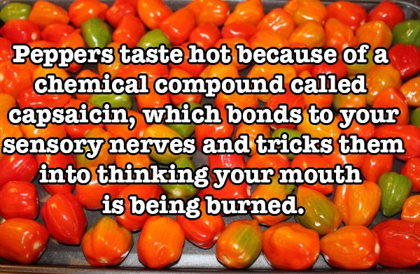 fun food facts - Peppers taste hot because of a chemical compound called capsaicin, which bonds to your sensory nerves and tricks them into thinking your mouth is being burned.