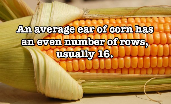 colour corn - An average ear of corn has an even number of rows, usually 16.