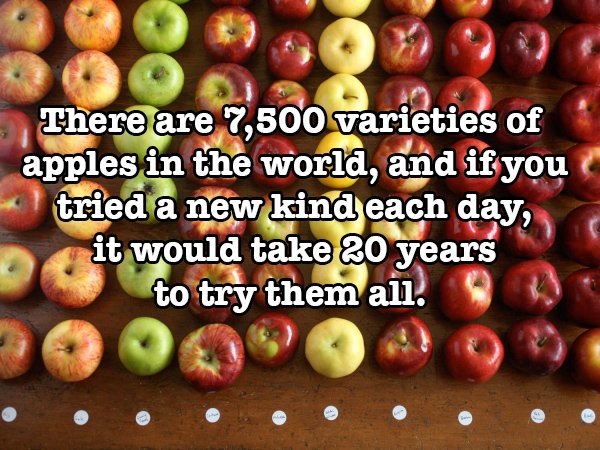 Apple - There are 7,500 varieties of apples in the world, and if you tried a new kind each day, it would take 20 years to try them all.