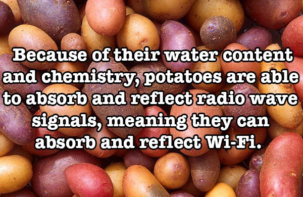 interesting facts about food - Because of their water content and chemistry, potatoes are able to absorb and reflect radio wave signals, meaning they can absorb and reflect WiFi.