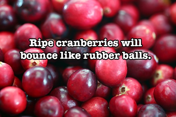 shwedagon pagoda - Ripe cranberries will bounce rubber balls.