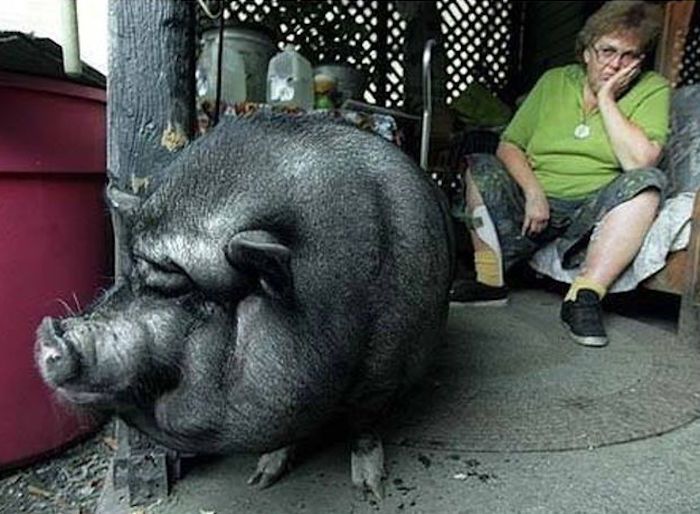 A pig named Lulu saved her owner’s life while the woman was having a heart attack. The pig heard the cries of pain, forced her way out of the yard, ran into the road and ‘played dead’ to stop the traffic. A driver stopped, the pig led him to the trailer, he heard the woman and called 911.